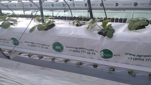 Кусты клубники Мурано, удалили цветоносы и старый лист, через месяц после посадки весной в теплице!