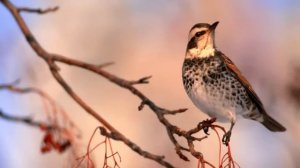 Tom Barabas - Centering