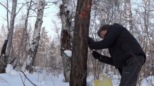 ДОБЫЧА СЕРЫ\ЛАГЕРЬ В ТАЙГЕ\БУШКРАФТ\КУПАНИЕ В ПРОРУБИ\ОТДЫХ В ЛЕСУ\СЕРА ЛИСТВЕННИЦЫ\ТУРИЗМ\ТАЙГА