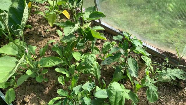 СНТ🔴Я морячка -Ты Моряк ? 🔴Огородные делишки 🔴ЧЁ КуПилА ?🔴ТанинтортЛайф смотреть онлайн