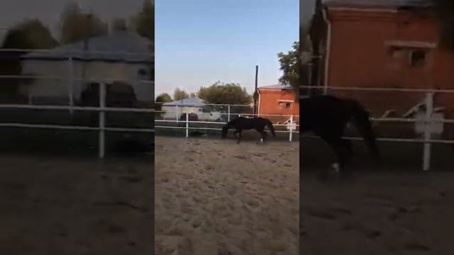 Продажа Ахалтекинских лошадей Sale of Akhal-Teke horses https://akhaltekellc.com