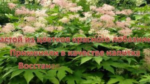 Таволга удивительное растение