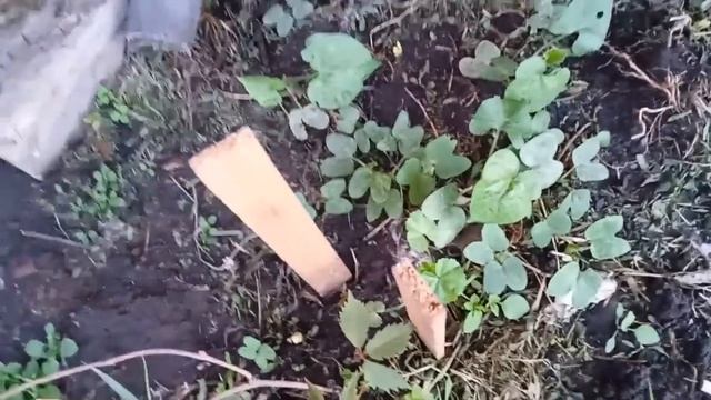 В огороде // Чуть  не съели меня  //# смотреть онлайн