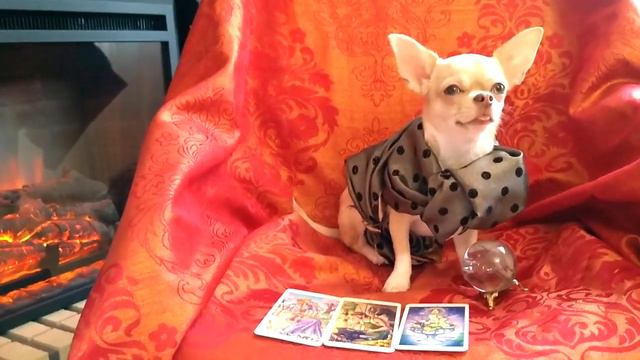 Говорящая собака-блогер гадает на таро и поёт песню про подписчиков! смотреть онлайн