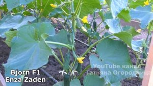 Ни разу не пожалела что посадила в этом году (2022) эти 2 супер урожайных сорта огурцов.