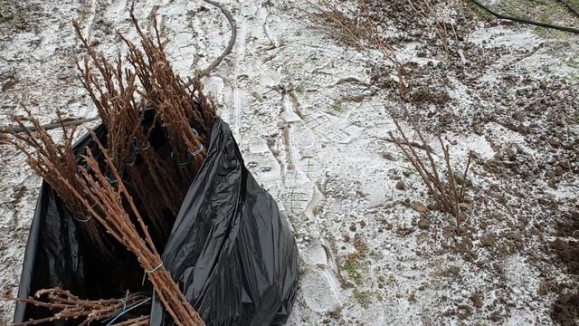 Малиновое дерево. Таруса.