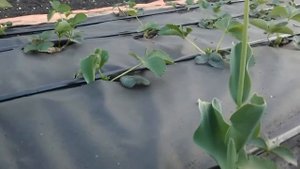 КАПЕЛЬНЫЙ ПОЛИВ КЛУБНИКИ.  ЁМКОСТЬ ИЗ БОЙЛЕРА
