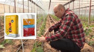 ВЕСЕННИЙ ОГУРЕЦ (03-04-2018)