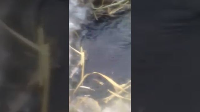 Охота на бобра зимой КП 250 смотреть онлайн