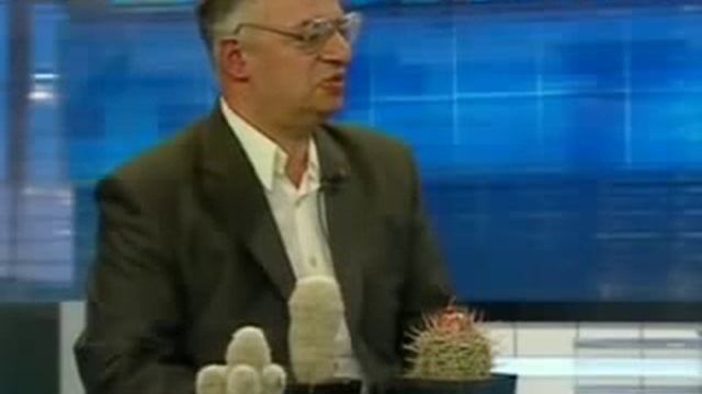 Как ухаживать за кактусом в домашних условиях? смотреть онлайн