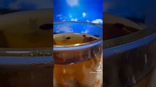 Иван-чай с черникой и цветами мальвы ?? смотреть онлайн