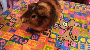 КОТИК КОТИК ПОЛОСАТЫЙ?Песенка для детей про кота/КАРАОКЕ для ДЕТЕЙ Этот котик полосатый?