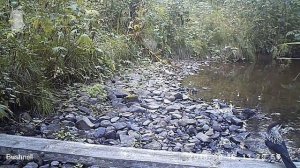 ID1584/Висимский заповедник/Птицы/Кедровка обедает