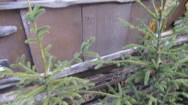 ЖИВАЯ ИЗГОРОДЬ ИЗ ЕЛИ. Часть 1.