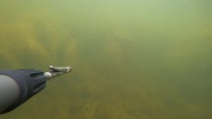 подводная охота на веселовском водохранилище май 2022