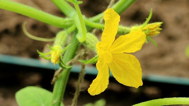 Важные подкормки огородных культур в середине лета смотреть онлайн