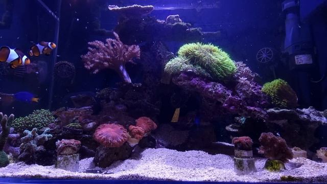 Как я кормлю кораллы в морском аквариуме смотреть онлайн