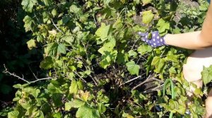 Как обрезать смородину? Правильная обрезка старого куста смородины