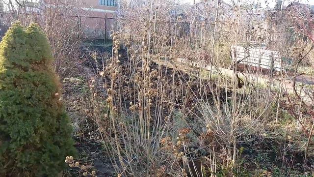 Жимолость. Кустарник зимой смотреть онлайн