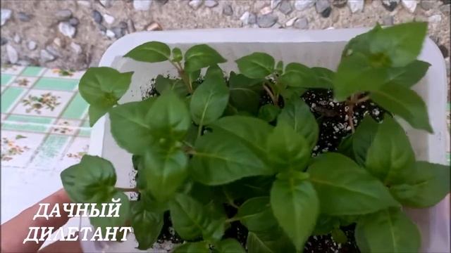 Фуксия. Черенкуем и укореняем. смотреть онлайн