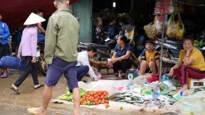 Harvesting Snail Goes to the market sell | Cooking - Lý Thị Ca