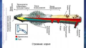 Биология 7 кл Пасечник $20 Виды корней и типы корневых систем