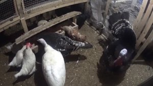 Кто лучше? Индюки или Гуси?Деревенская жизнь.