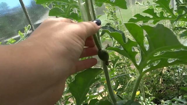 Как мы выращиваем арбузы в Сибири! смотреть онлайн