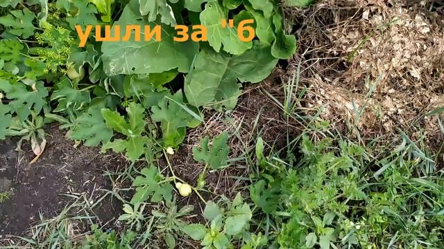 ДЕКОРАТИВНАЯ ГРУША- ЖИВАЯ ИЗГОРОДЬ #Во_саду_ли_В_огороде