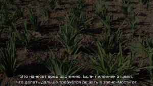 Как обрезать Лилейник после цветения