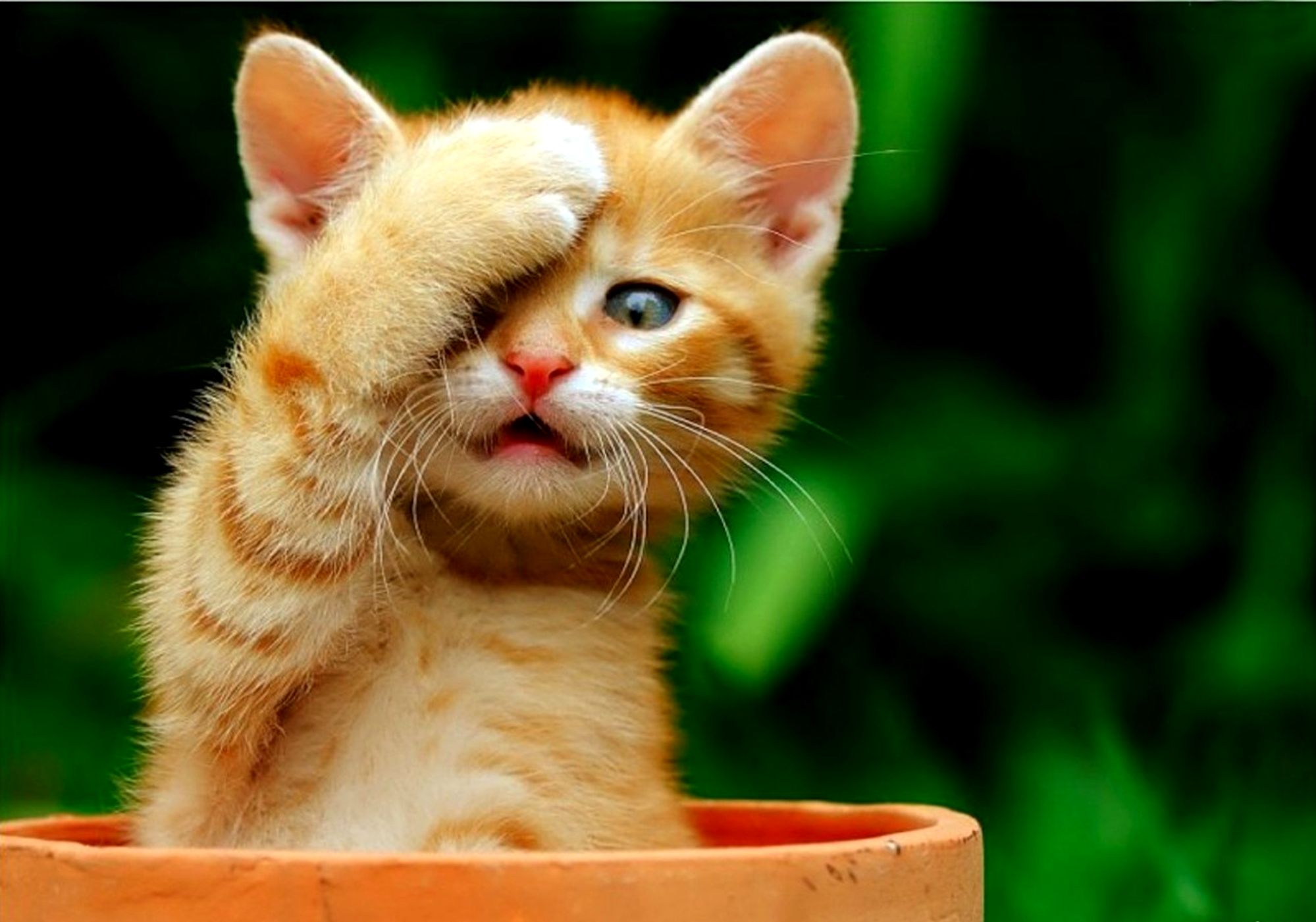 Милое мяуканье котят