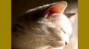 Вот Для Чего Эти Кармашки На Ушах У Кошки! Вы сильно удивитесь...