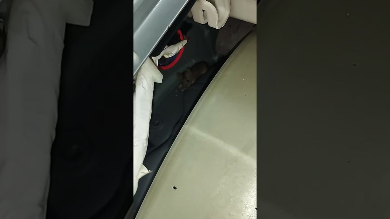 привезли стиралку с мышкой смотреть онлайн