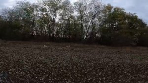 Охота на Русака. Зайцы по всюду