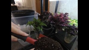 Красота Колеуса. Как сохранить зимой? Простой  способ Зимовки в квартире.