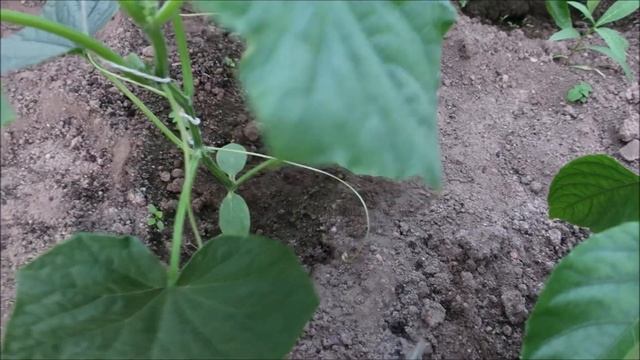 ОГУРЦЫ: НЕ БУДЕТЕ УСПЕВАТЬ СНИМАТЬ УРОЖАЙ. СХЕМА ПАСЫНКОВАНИЯ ОГУРЦОВ ДЛЯ БОГАТОГО УРОЖАЯ смотреть онлайн