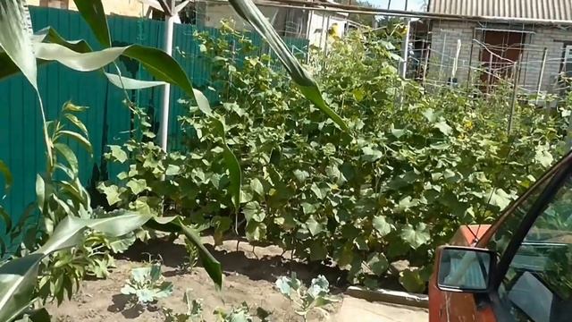 ВЛОГ Обзор покупок . Чай из лепестков роз . смотреть онлайн