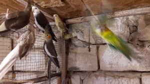 певчие папугаи