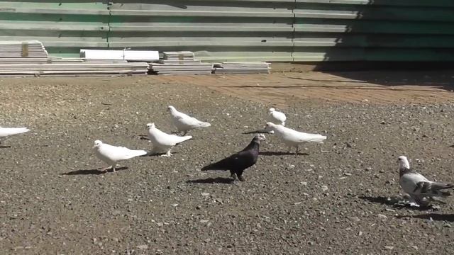 Северокавказкие голуби Хамидулин Николая в Астрахани! смотреть онлайн