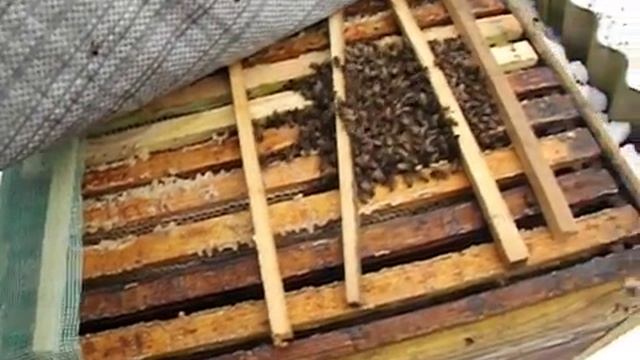 зимовка карпатских пчел на расширенном гнезде смотреть онлайн