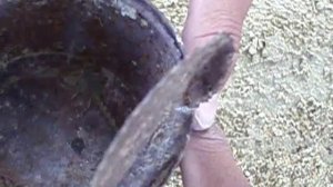 Solifugae vs Scorpiones