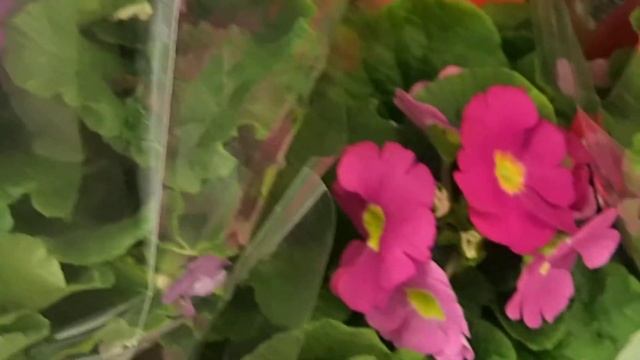 Primula obconica смотреть онлайн