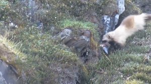 ВСЕ О РОСОМАХЕ. Росомаха против волка, рыси, койотов