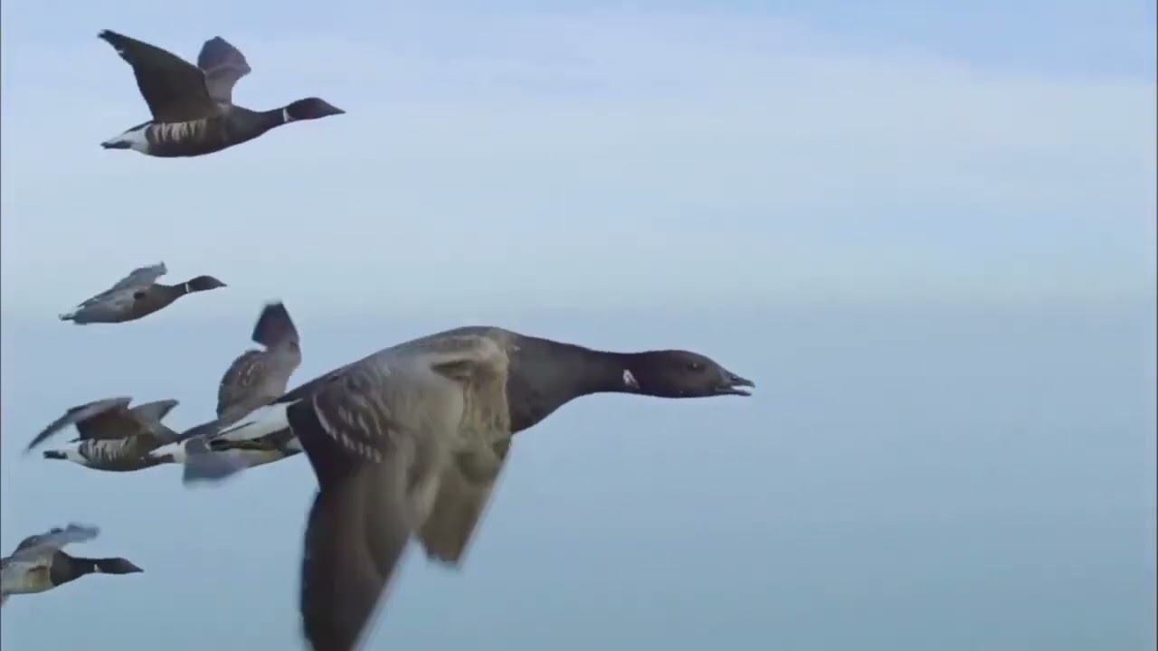 Песня «Контуры свободы» смотреть онлайн