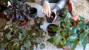 БЕГОНИЯ.  Пробуждаем после зимнего хранения.