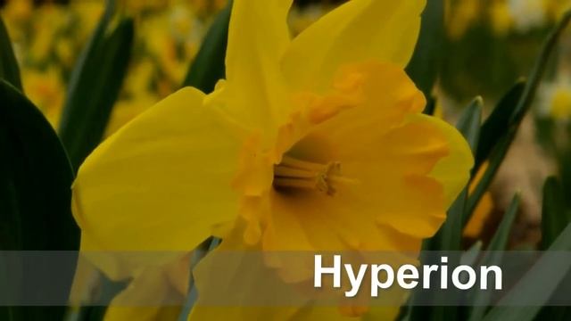 коллекция нарциссов в ЦБС смотреть онлайн