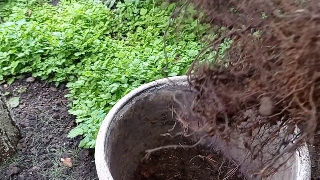 ЦВЕТОЧНЫЕ КОМПОЗИЦИИ  в кашпо. Горшечный садик, начало.
