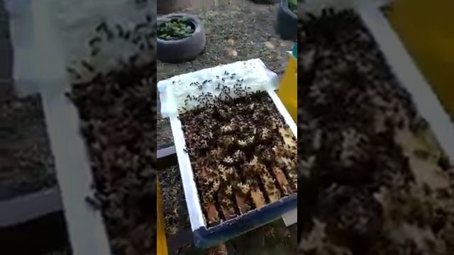 Изоляция маток, прошёл месяц расплода нет,а пчела есть!!!#изоляция маток#мылыхин#миленин