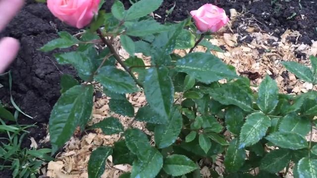 ВЕЙГЕЛА! ФЕЙЕРВЕРК ЦВЕТЕНИЯ! Розы ШЕКСПИР и ЧИППЕНДЕЙЛ открывают парад цветения роз!!! смотреть онлайн