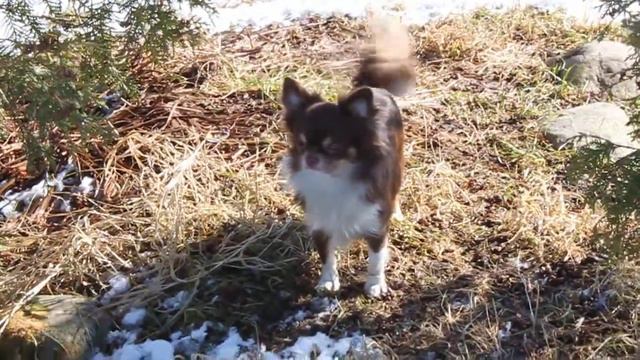 Пит-к "Хелена'с Хаус":Хелена'с Хаус Виконт Де Бражелонт смотреть онлайн